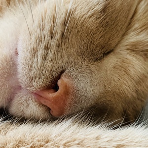 Fundraising Page: Melissa Rock